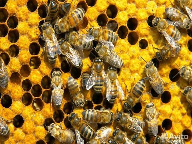 Семьи пчёл купить на Зозу.ру - фотография № 1