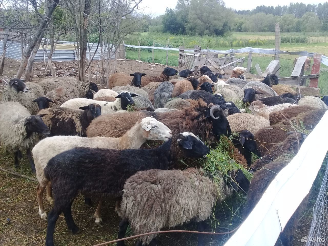 Продаю овец купить на Зозу.ру - фотография № 3