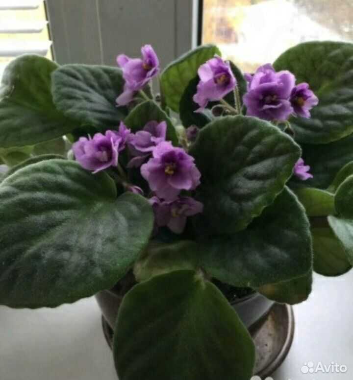 Viola odorata alba. Фиалка спорт фото. Фиалка империал розовая. Фиалка душистая садовая многолетняя. Фиалка дурман.