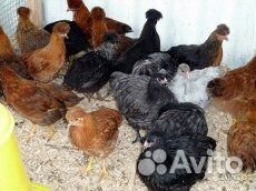 Курочки петушки цыплята купить на Зозу.ру - фотография № 1