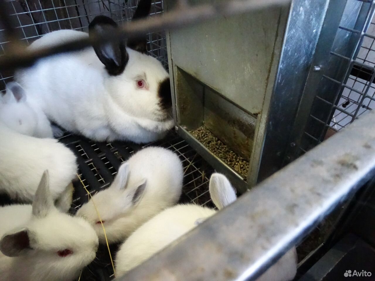 Клетки для кроликов промышленного типа купить на Зозу.ру - фотография № 3