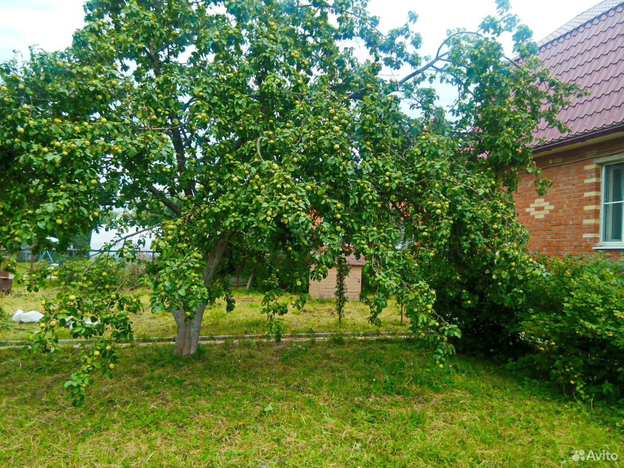 смородина черная «чаровница» куст. схема посадки смородины черной. смородина куст мульча. схема посадки смородины. смородина аркадия (с2) черная.