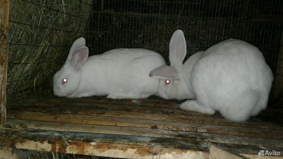 Кролики породы белый великан купить на Зозу.ру - фотография № 4