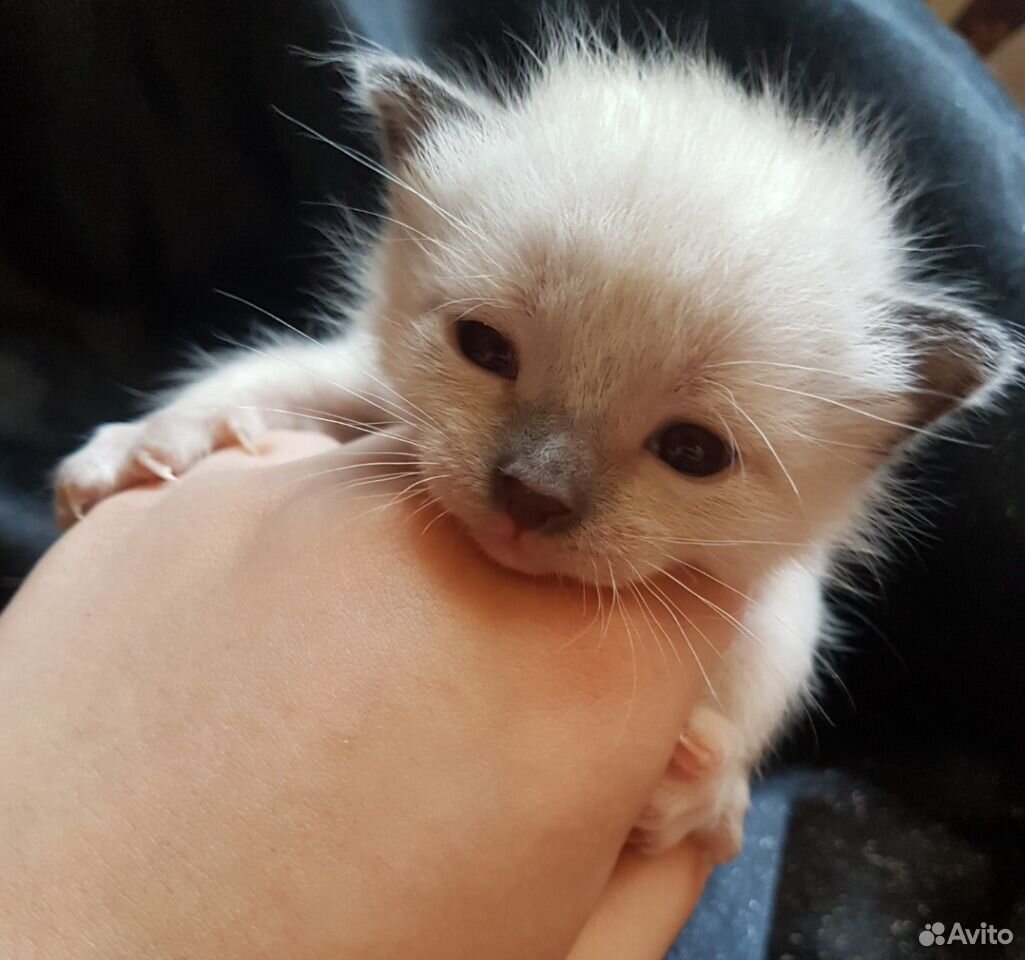 Котята самца породы Рэгдолл и Сиамской кошки