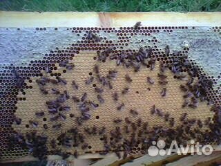 Пчелосемьи, пчелопакеты купить на Зозу.ру - фотография № 4