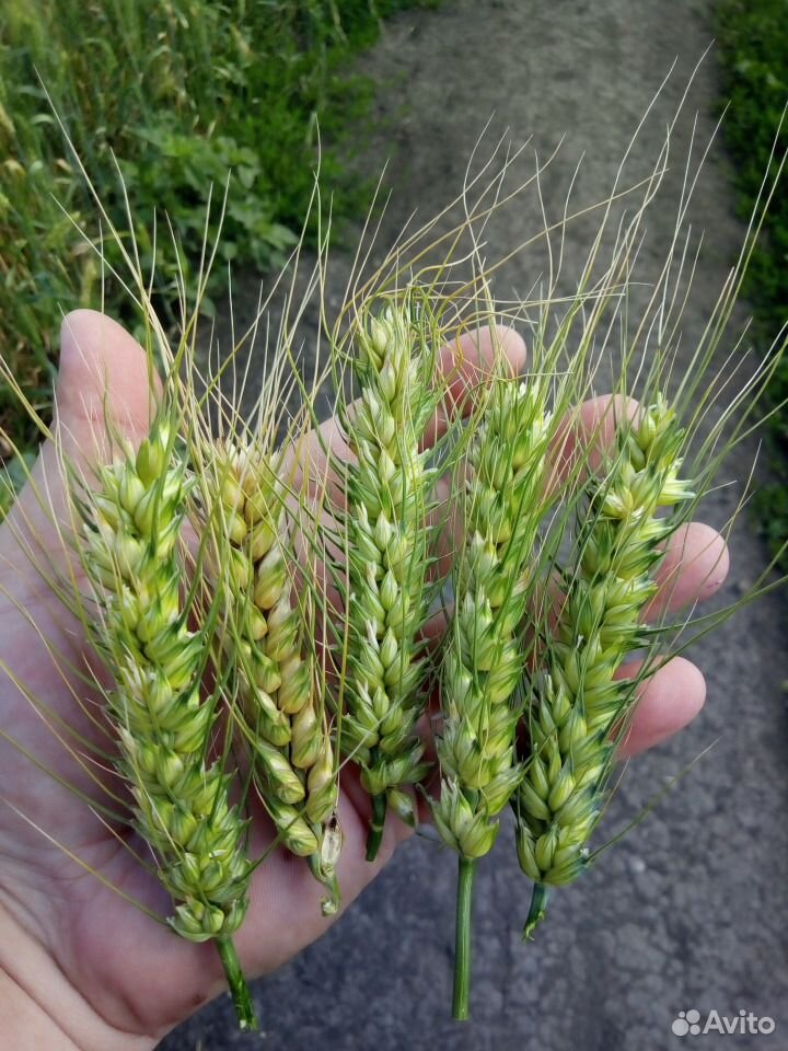 Семена озимой пшеницы купить на Зозу.ру - фотография № 2