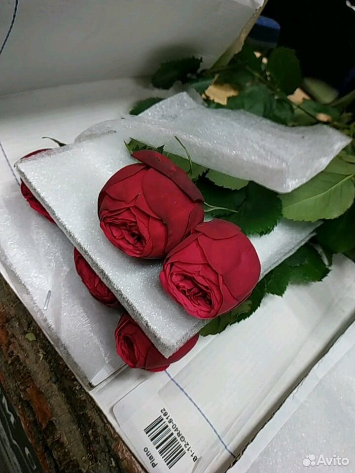 Пионовидная роза одноголовая piano с доставкой купить на Зозу.ру - фотография № 1