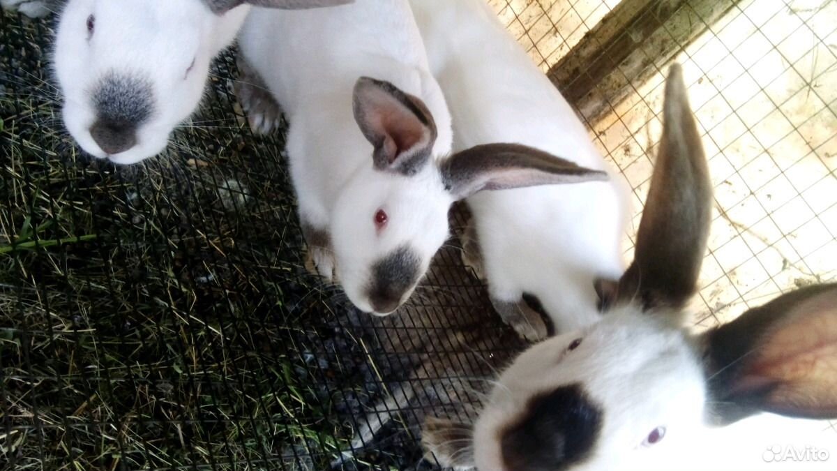 Кролики Калифорнийские и мясо кролика купить на Зозу.ру - фотография № 1