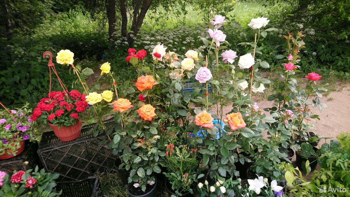 Различные цветы и саженцы купить на Зозу.ру - фотография № 5