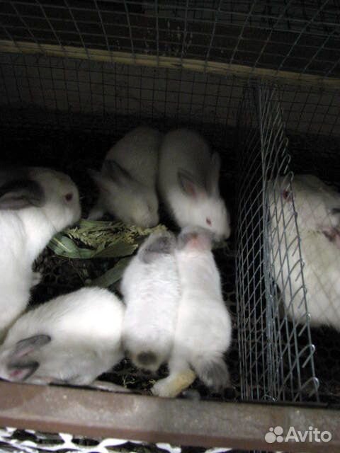 Продам кроликов живым весом купить на Зозу.ру - фотография № 1