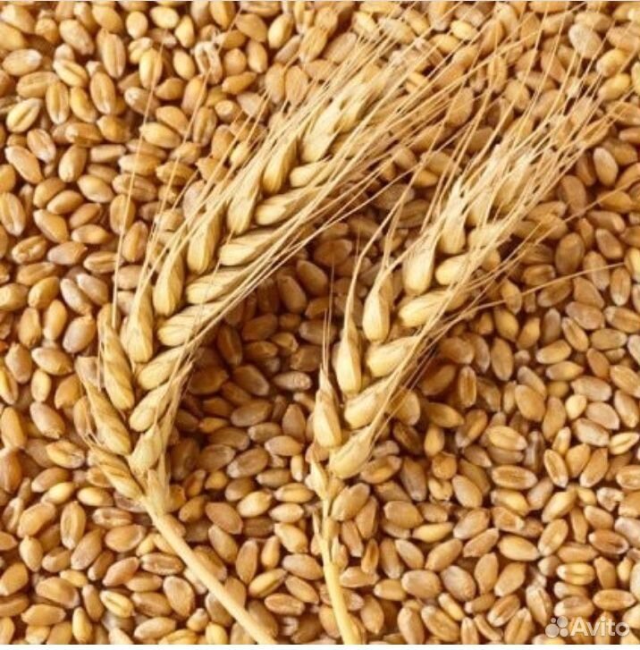 Ячмень фураж. Пшеница. Семена пшеницы. Пшеница фуражная.