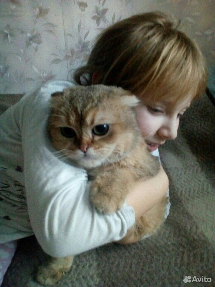 Котик золотой с зелёными глазками купить на Зозу.ру - фотография № 9