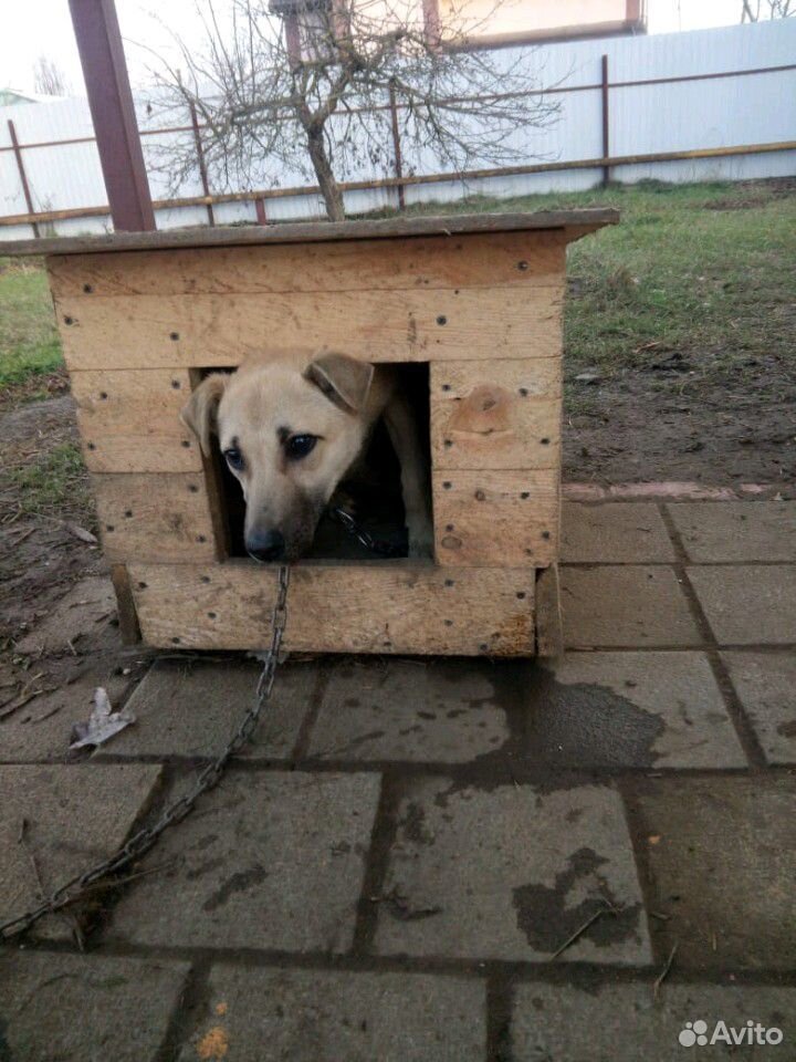 Собака во двор купить на Зозу.ру - фотография № 3