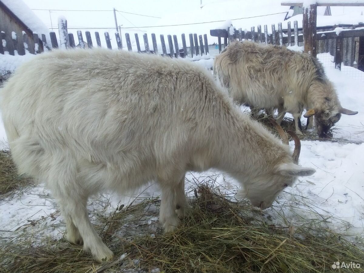 Продается козы и козочки(заанеск.породы.молочные) купить на Зозу.ру - фотография № 2