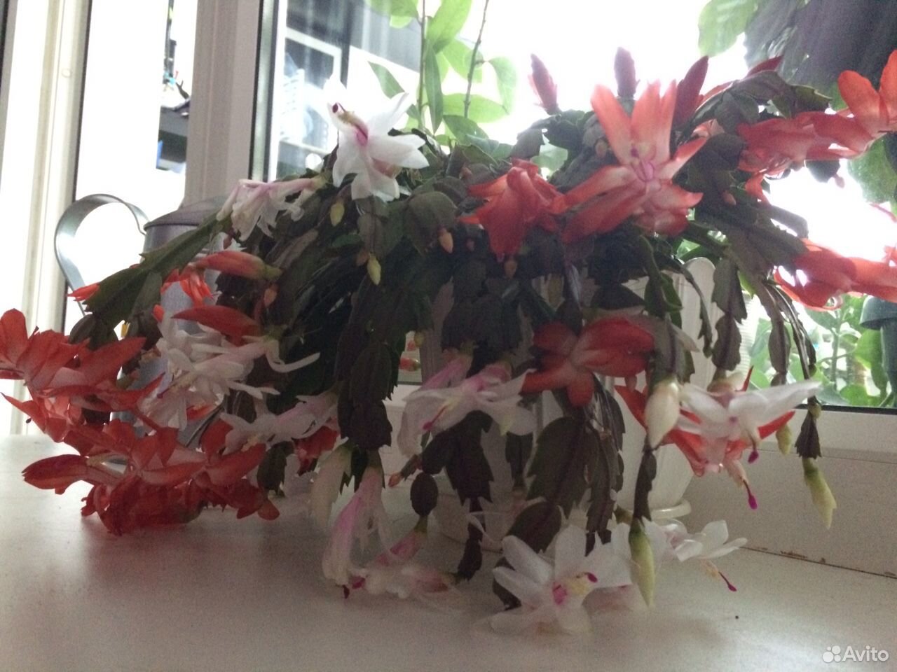 Цветы,Комнатные растения,Мох сфагнум(свежий) купить на Зозу.ру - фотография № 1