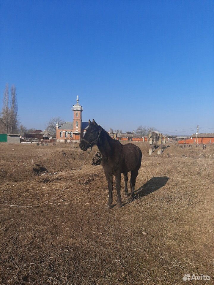 Лошадь смесь Арабо Английская парода  купить на Зозу.ру - фотография № 3