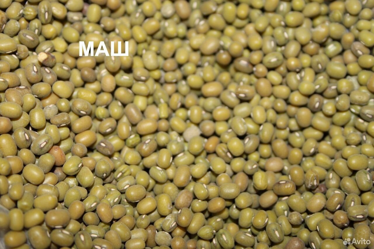 Овес пшеница нут. Микрозелень овес. Проростки пшеницы. Комбайн john deere t670. Ростки пророщенной пшеницы.