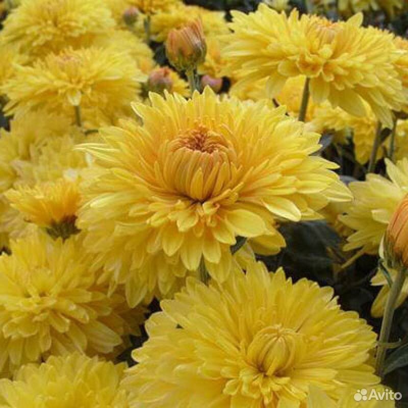 Продаю многолетние хризантемы, гвоздику, спирею купить на Зозу.ру - фотография № 7