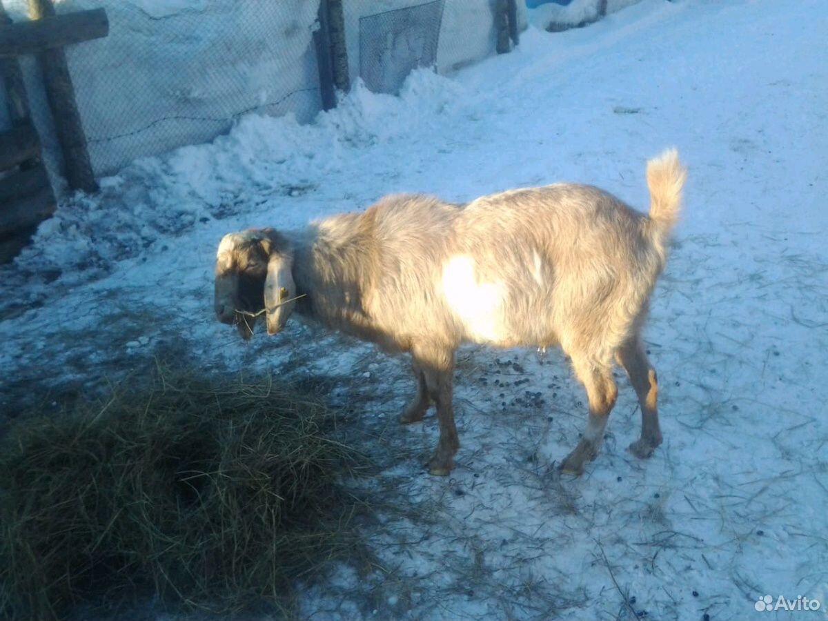 Нубийский козел купить на Зозу.ру - фотография № 2