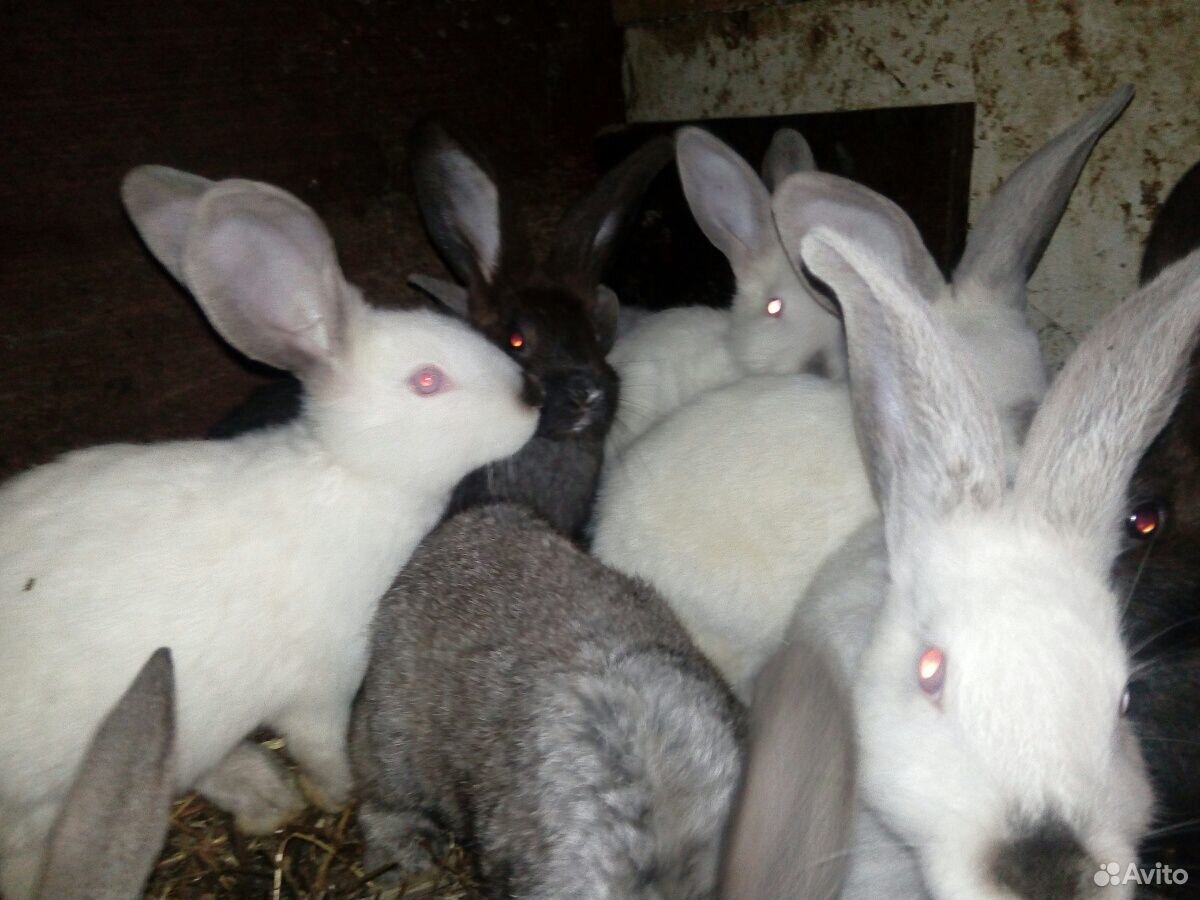 Кролики, коза купить на Зозу.ру - фотография № 6