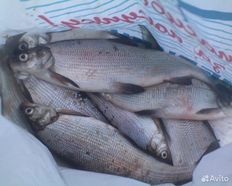 Свежая и вяленая Рыба купить на Зозу.ру - фотография № 9