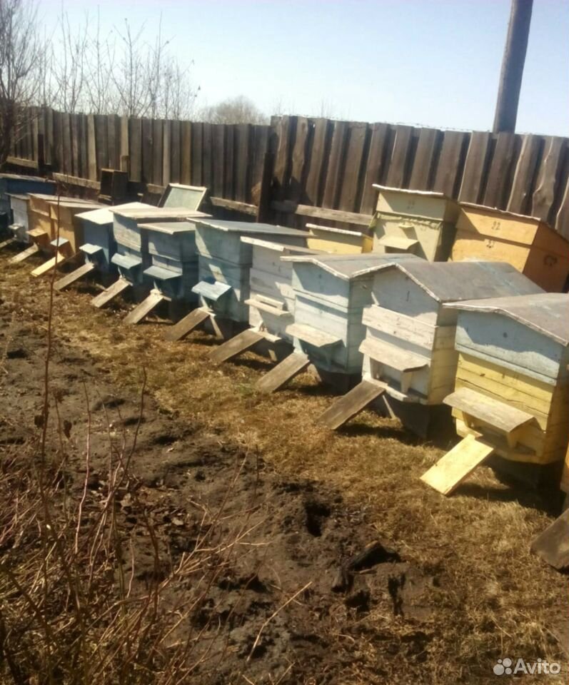 Продаются пчелосемьи (в ульях ) купить на Зозу.ру - фотография № 3