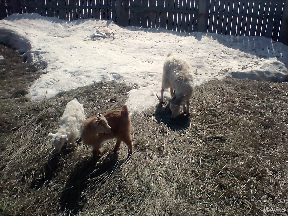 Продам ангорскую козу и козлят купить на Зозу.ру - фотография № 3