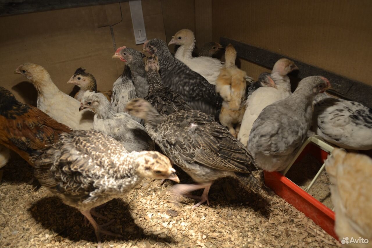 Цыплята домашние мясо-яичные купить на Зозу.ру - фотография № 1