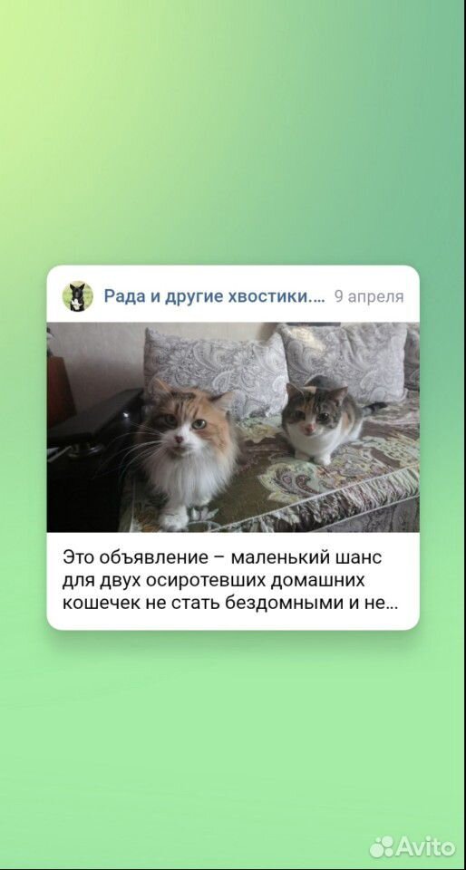 Требуется новый дом для 2 кошечек,после смерти хоз купить на Зозу.ру - фотография № 1