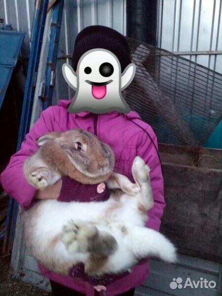 Кролики и крольчата великаны на мясо и разведение купить на Зозу.ру - фотография № 1