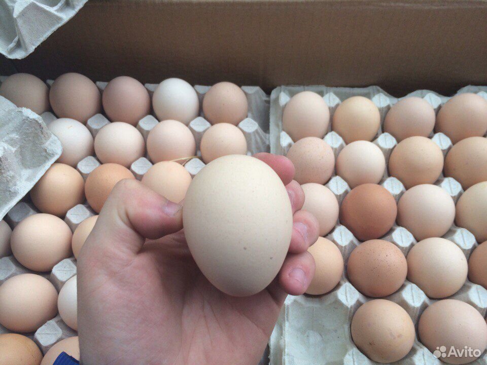 Купить яйцо инкубационное в нижегородской. Инкубационное яйцо Росс 308. Инкубационное яйцо бройлера рос 308. Инкубационное яйцо бройлера Росс 308. Бройлер Кобб 500 яйцо.