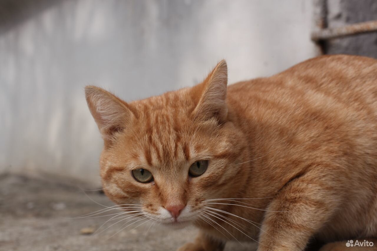 Молодой рыжий котик купить на Зозу.ру - фотография № 3