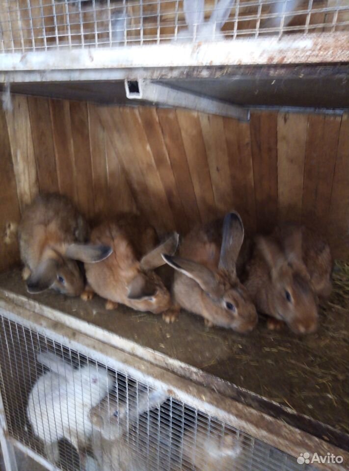 Продам кроликов разных возрастов купить на Зозу.ру - фотография № 6