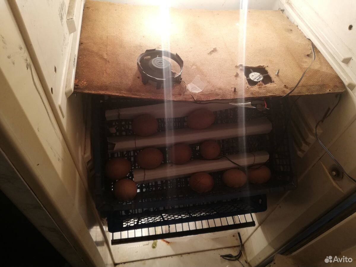 Инкубатор на 80 куриных яиц купить на Зозу.ру - фотография № 3