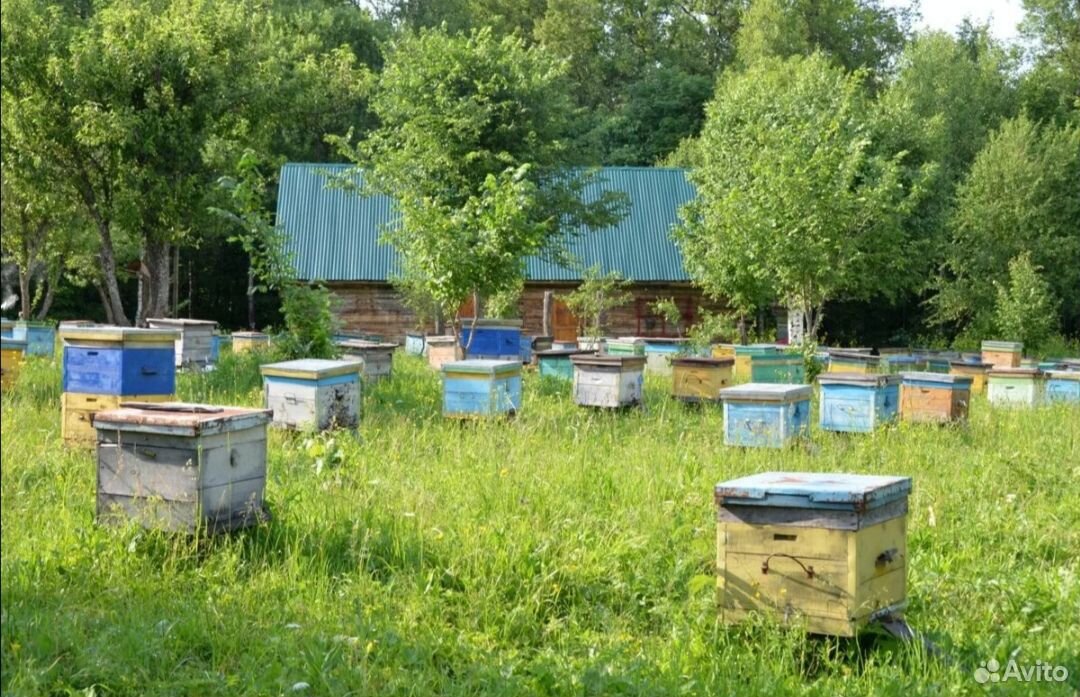Улей, пчелы и рамки купить на Зозу.ру - фотография № 1