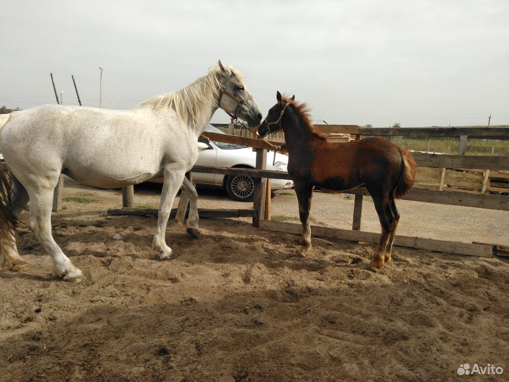 Продажа Лошадей На Авито По Новосибирску