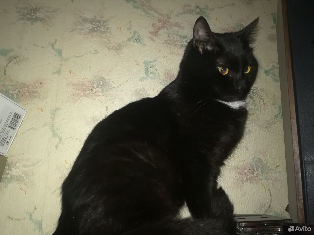 Отдадим в добрые руки очаровательного черного кота купить на Зозу.ру - фотография № 1