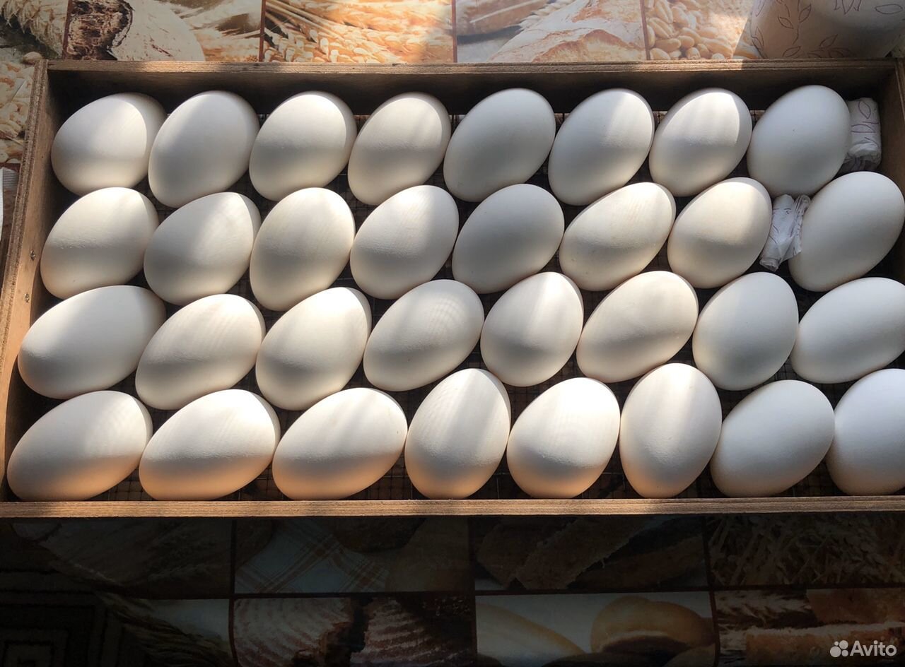 Гусиные яйца для инкубации купить. Яйцо утиное инкубационное.