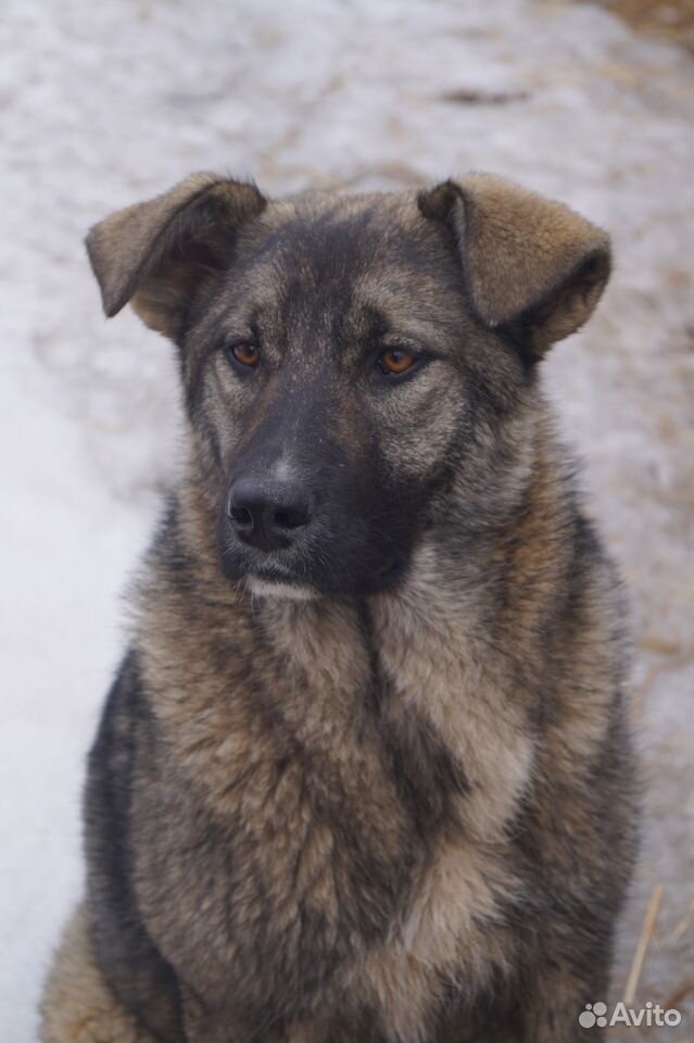 Собака Юта - прекрасная охранница купить на Зозу.ру - фотография № 1