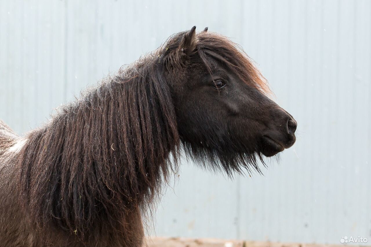 Мерин пони-класс 4 года, кобылы пони купить на Зозу.ру - фотография № 3