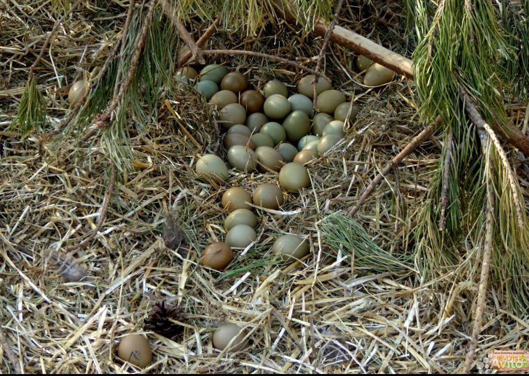 Яйца фазана купить. Яйцо фазана румынского. Сколько стоит яйцо фазана. Сколько стоит яйцо охотничьего фазана. Купить яйца фазана для инкубации.