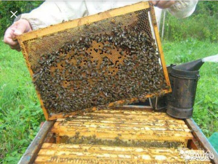Пчелки, приносящие мед купить на Зозу.ру - фотография № 1