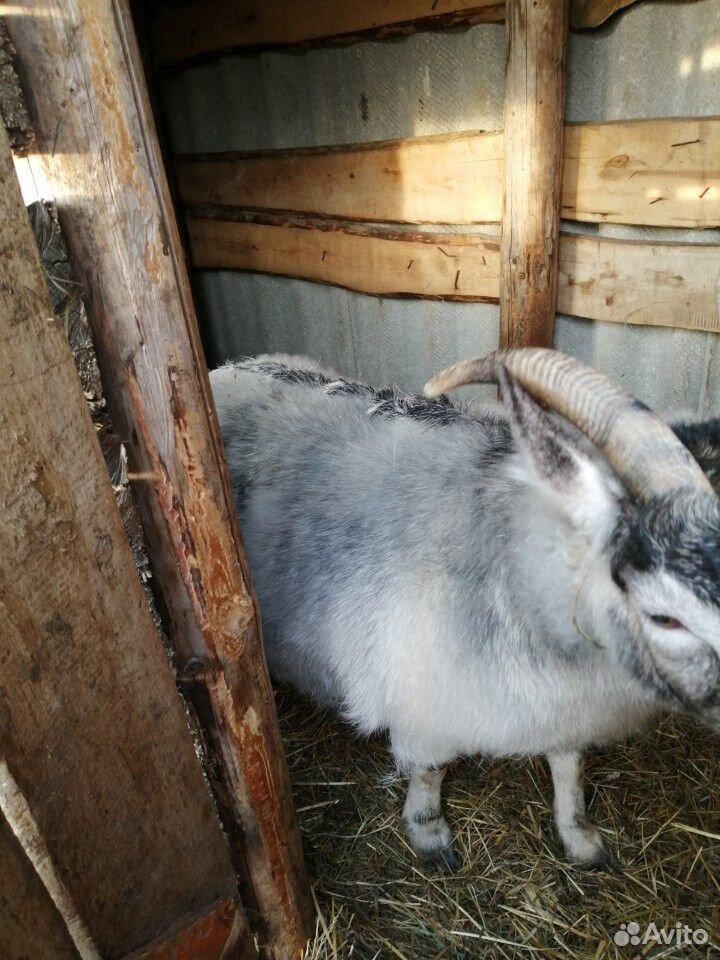 Продаём козу пуховую, серо-черно-белая купить на Зозу.ру - фотография № 4