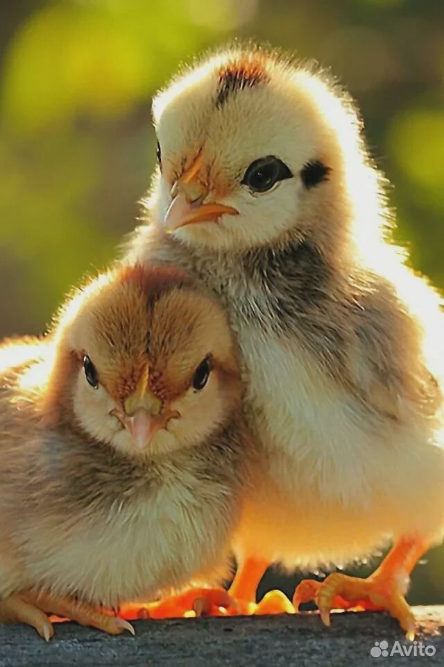 Цыплята, козье молоко, козы дойные купить на Зозу.ру - фотография № 1