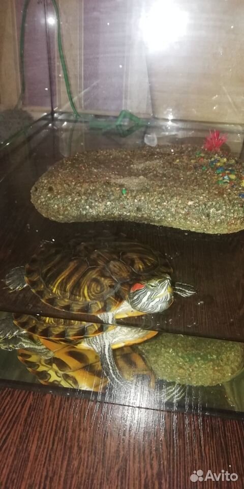 Красноухие черепахи с аквариумом, плотом и фильтро купить на Зозу.ру - фотография № 3