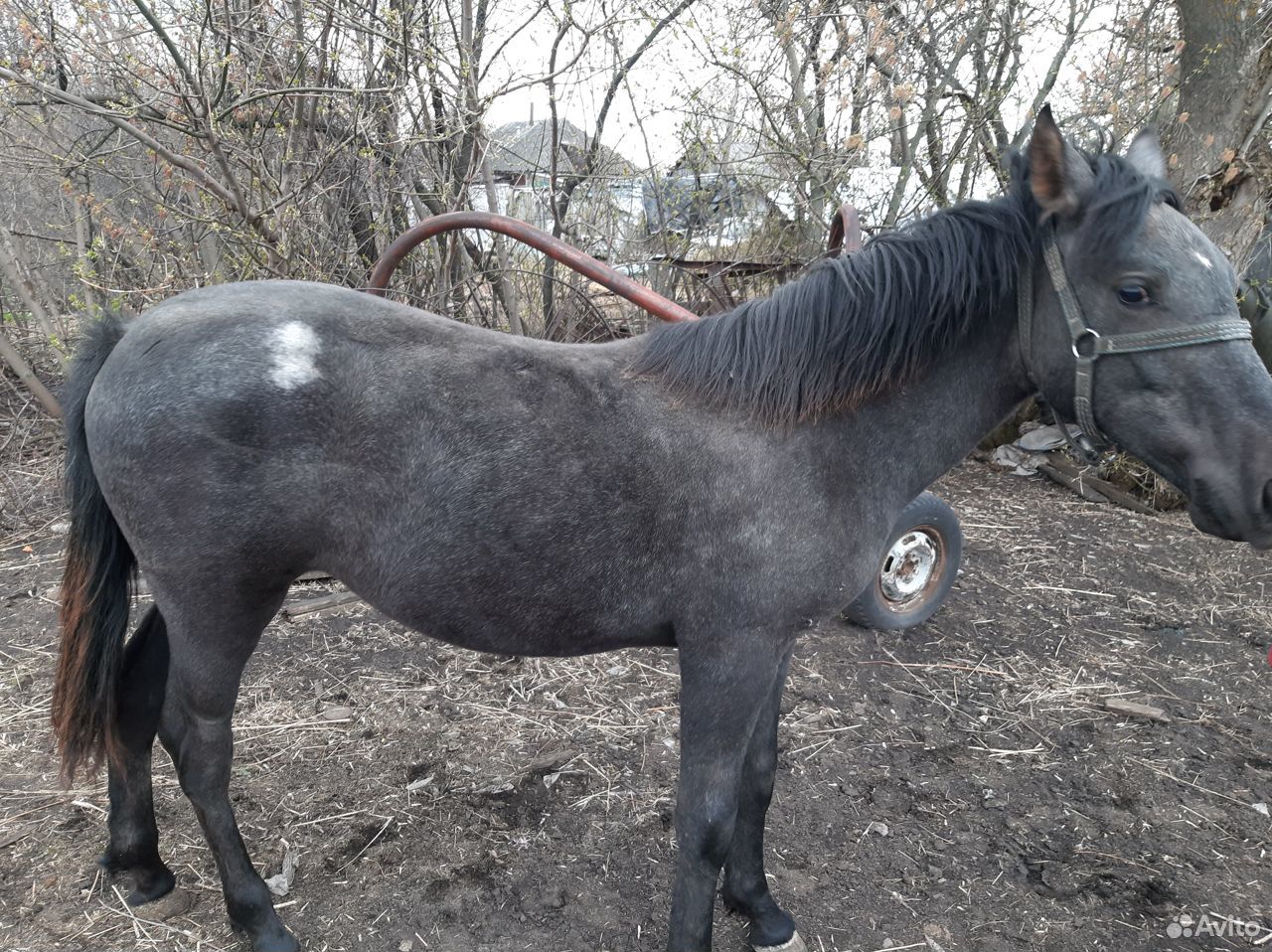 Объявление о продаже лошадей в Курской области. Лошади авито Курск.