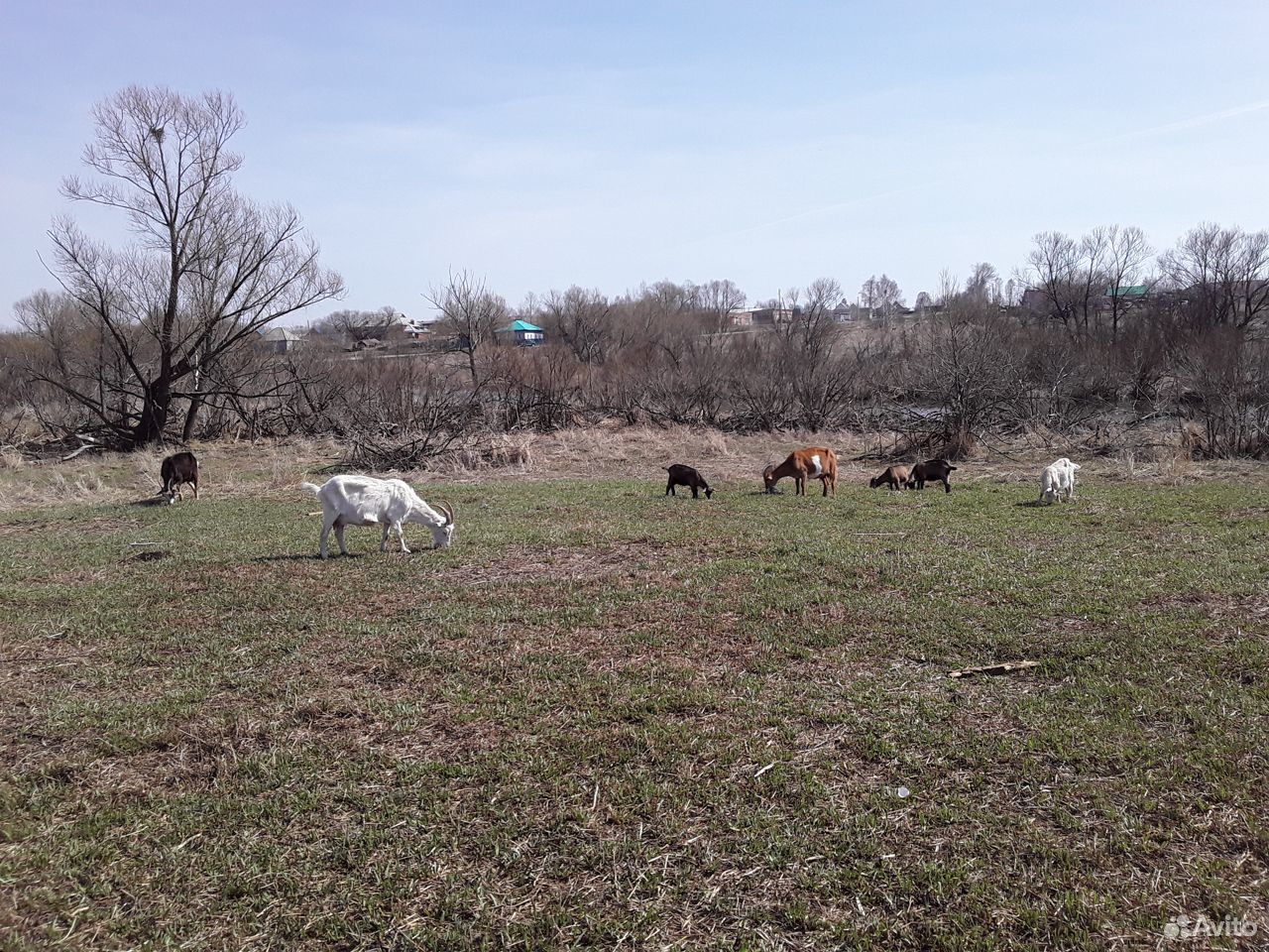 Козы и козлята разных пород купить на Зозу.ру - фотография № 4