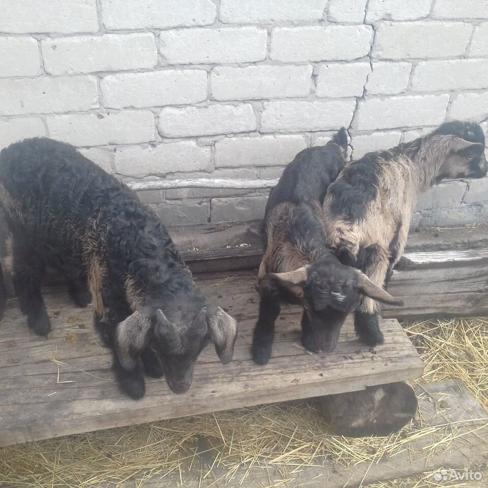 Продам козлят от молочных коз.В Мамонтово купить на Зозу.ру - фотография № 4