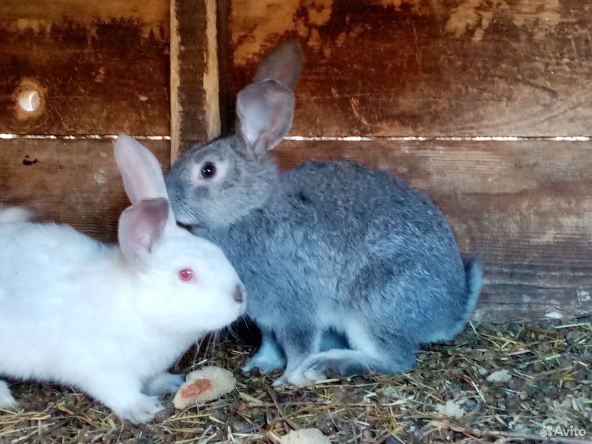 Купить кроликов в орле. Продажа кроликов в Ульяновской области девочки белого цвета. Продажа кроликов в Ульяновской области. Кролики Улан-Удэ купить.