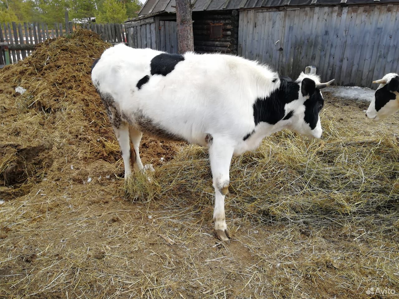 Корова тёлка купить на Зозу.ру - фотография № 2